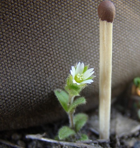 Изображение особи Cerastium glutinosum.