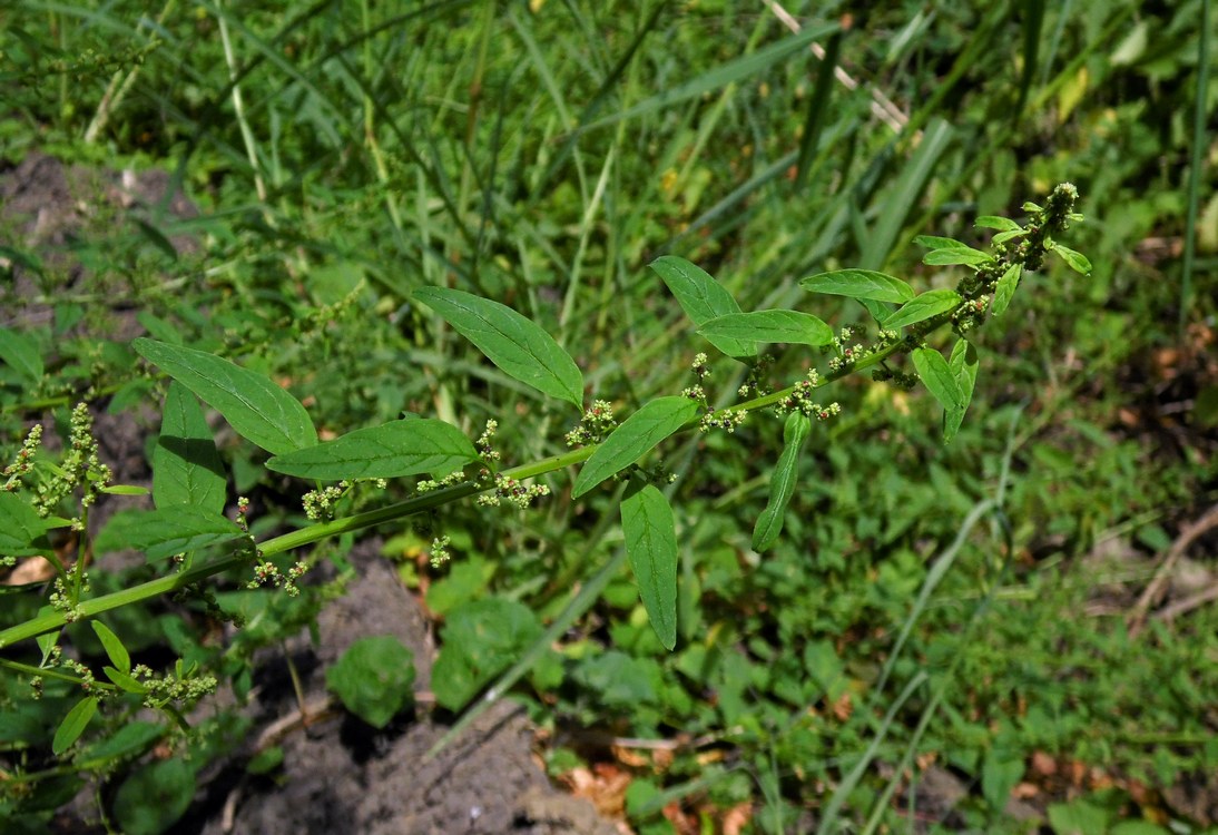 Изображение особи Lipandra polysperma.