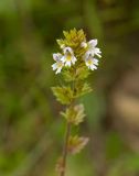 genus Euphrasia. Верхушка цветущего растения. Северный Урал, Пермский край, правый берег р. Язьва в р-не дер. Ванькова, зарастающий галечник. 19 августа 2017 г.