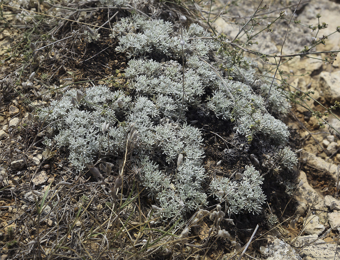 Изображение особи Artemisia caucasica.