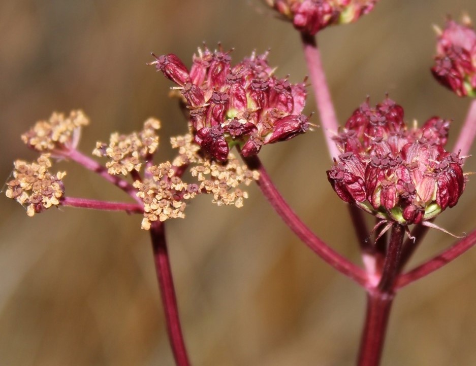 Изображение особи Ostericum tenuifolium.