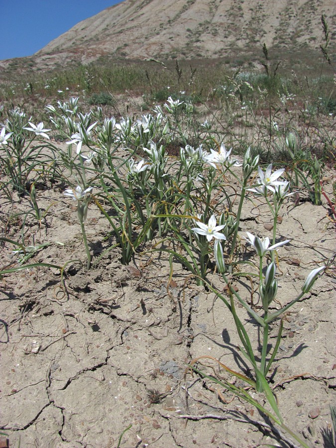 Изображение особи Ornithogalum navaschinii.