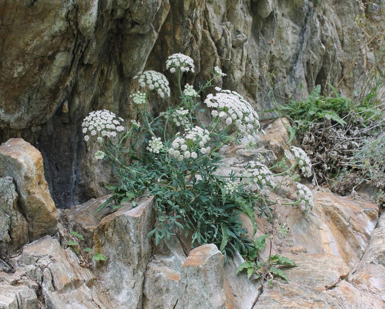 Image of Seseli petraeum specimen.