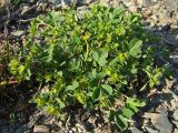 Sibbaldia procumbens