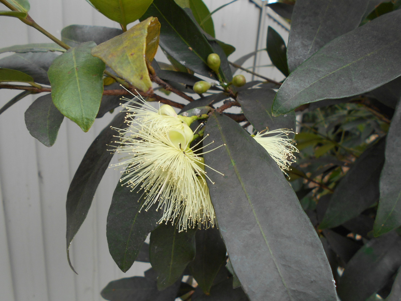 Image of Syzygium jambos specimen.