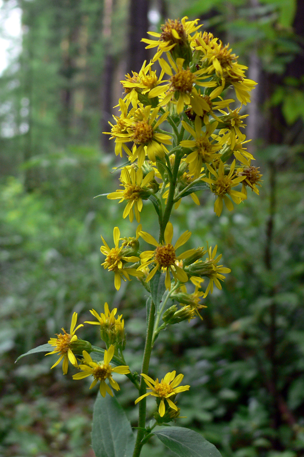 Image of Solidago virgaurea specimen.