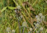 Eryngium planum. Верхушка цветущего растения с кормящейся осой. Восточный Казахстан, г. Усть-Каменогорск, правый берег р. Иртыш, луг. 03.08.2017.