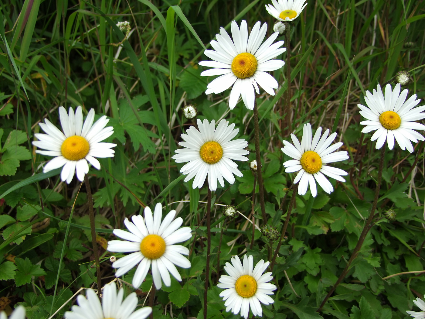 Image of Arctanthemum arcticum specimen.