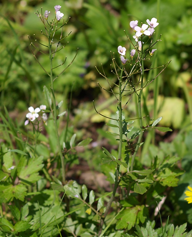 Image of Cardamine uliginosa specimen.