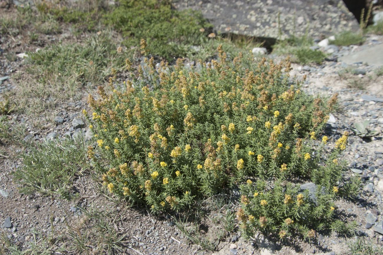 Image of Galium verum specimen.