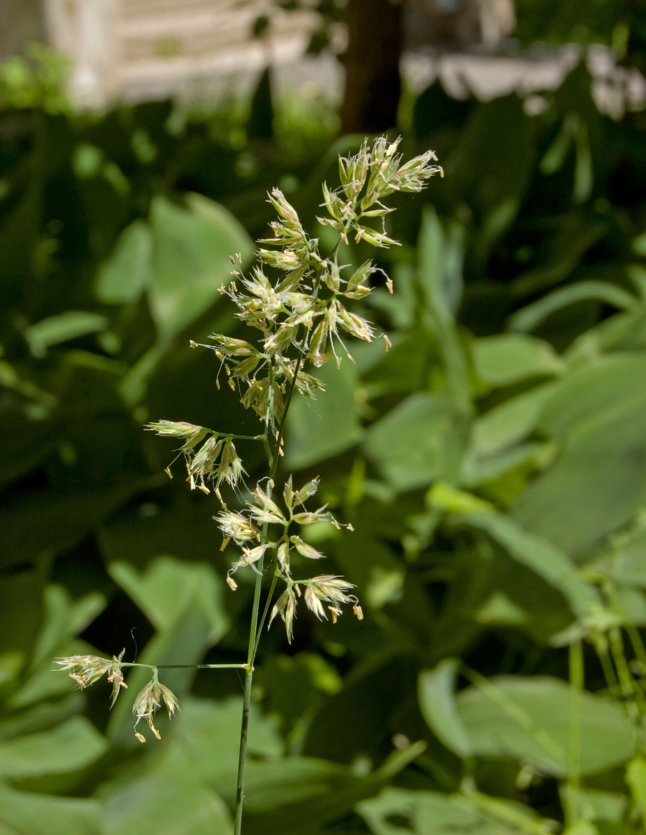 Image of Dactylis glomerata specimen.