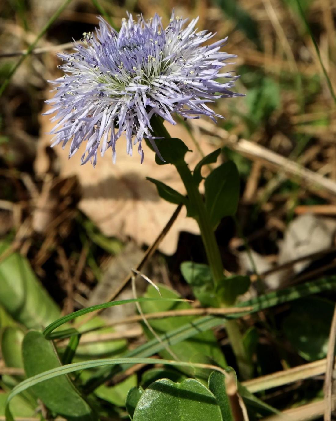 Image of Globularia trichosantha specimen.