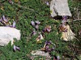 Astragalus buschiorum. Цветущее растение. Северная Осетия, Алагирское ущелье, окр. пос. Ниж. Унал, 950 м н.у.м. 07.05.2010.