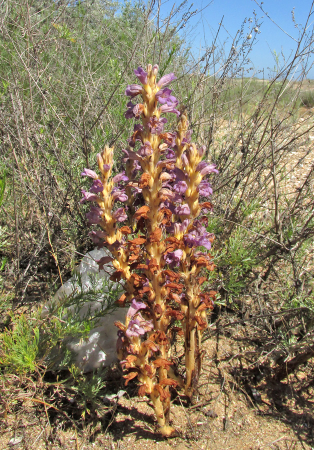 Image of Phelipanche arenaria specimen.