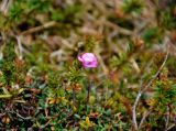 Phyllodoce caerulea. Верхушка цветущего растения с аномальным цветком. Мурманская обл., Хибины, пик Марченко, ≈ 1000 м н.у.м., кустарничково-лишайниковая тундра. 08.08.2018.