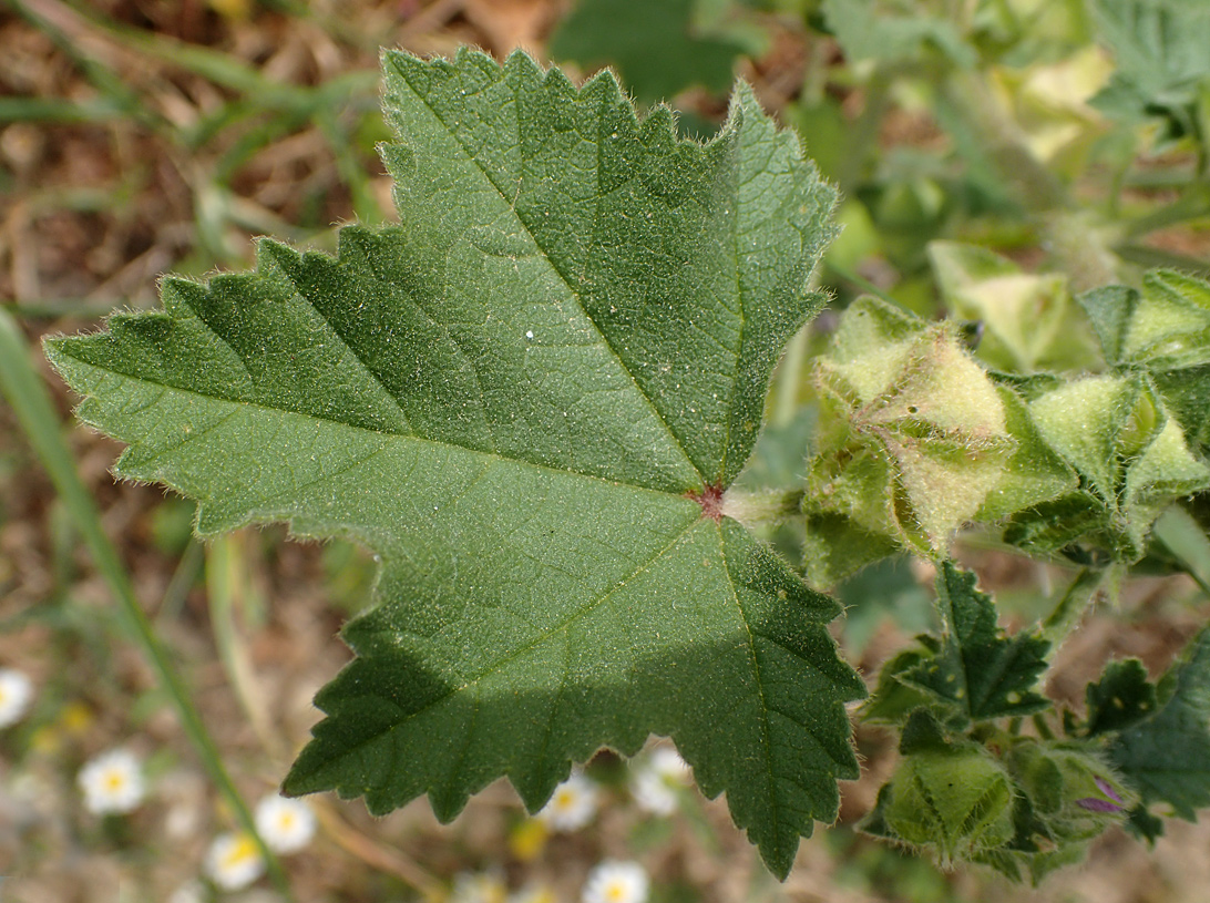 Image of Malva multiflora specimen.