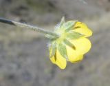 Potentilla nivea