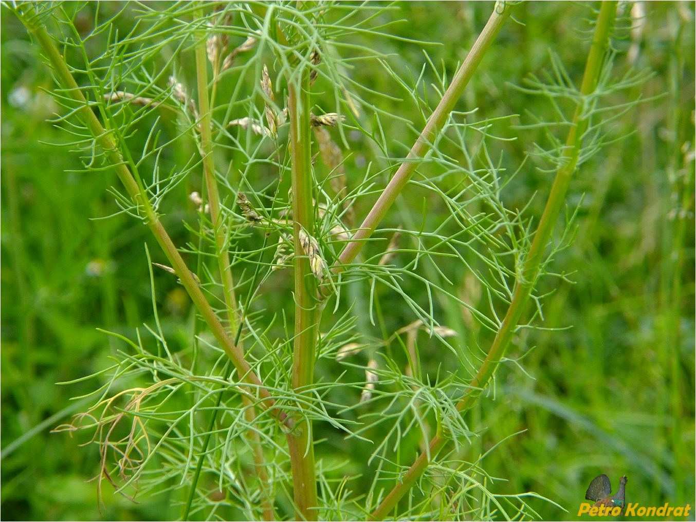 Image of Tripleurospermum inodorum specimen.