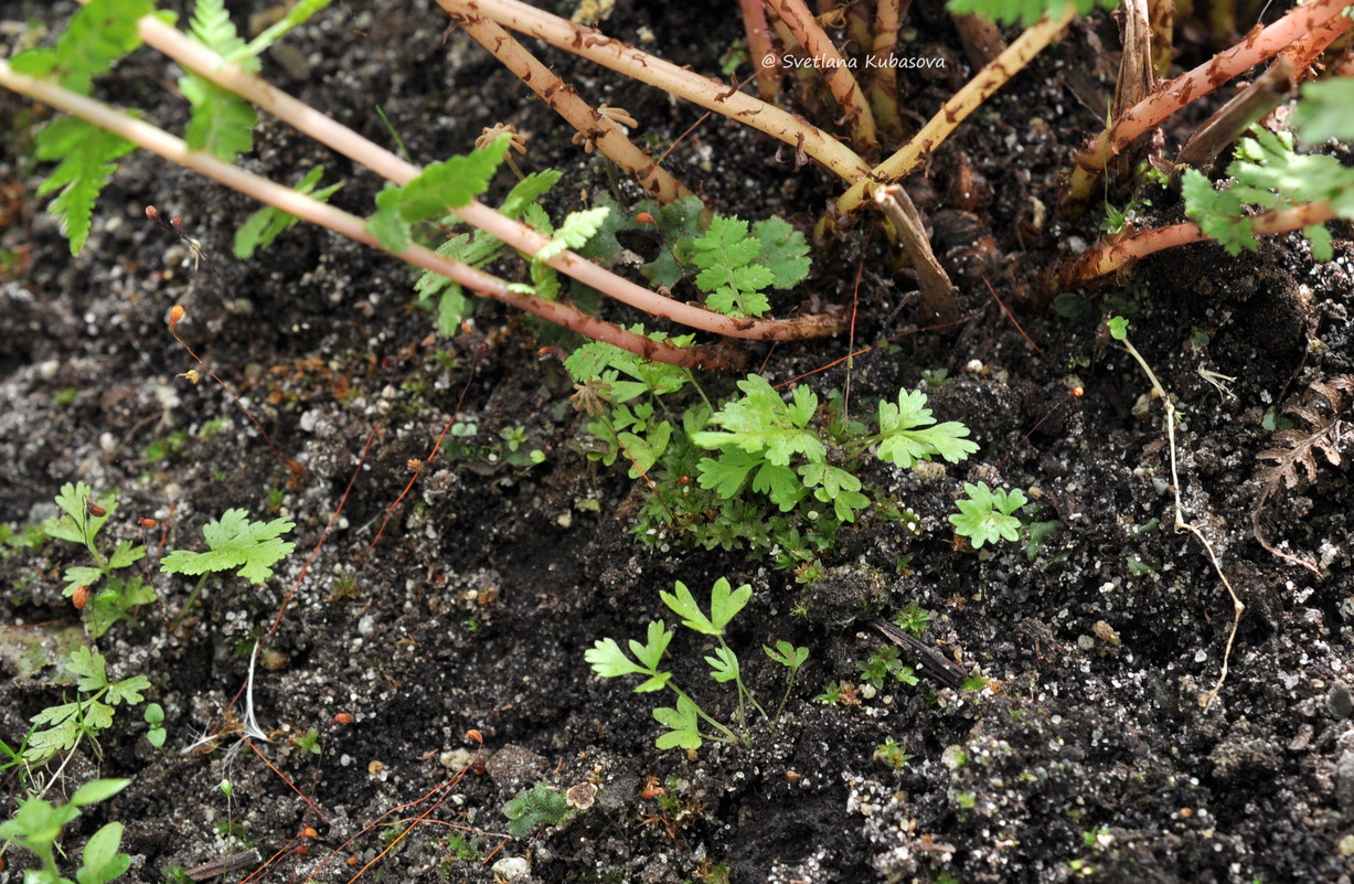 Image of Athyrium filix-femina specimen.