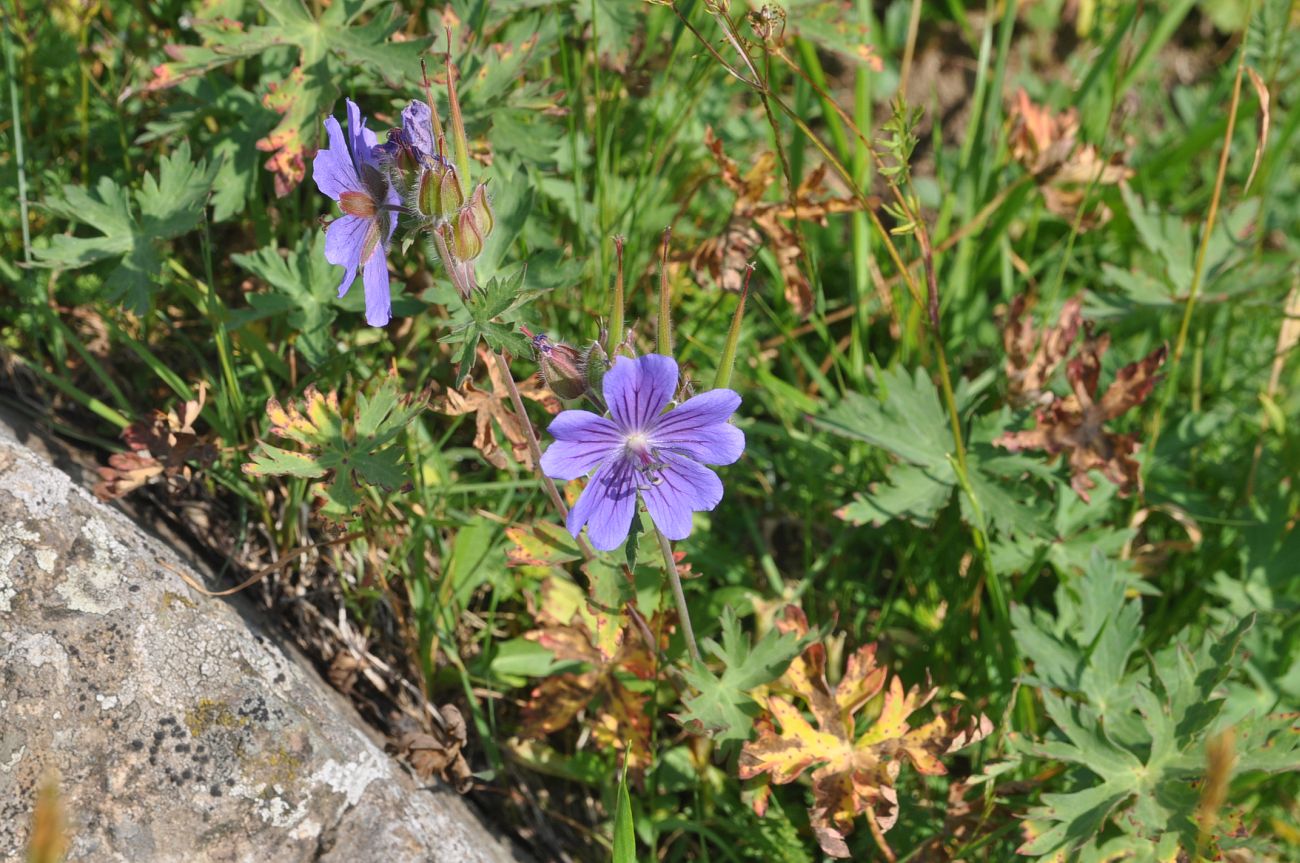 Изображение особи Geranium gymnocaulon.