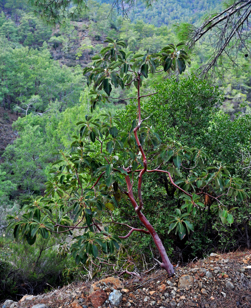 Image of Arbutus andrachne specimen.