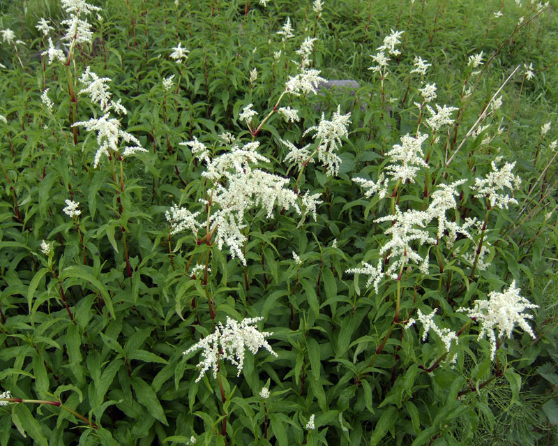 Изображение особи Aconogonon alpinum.