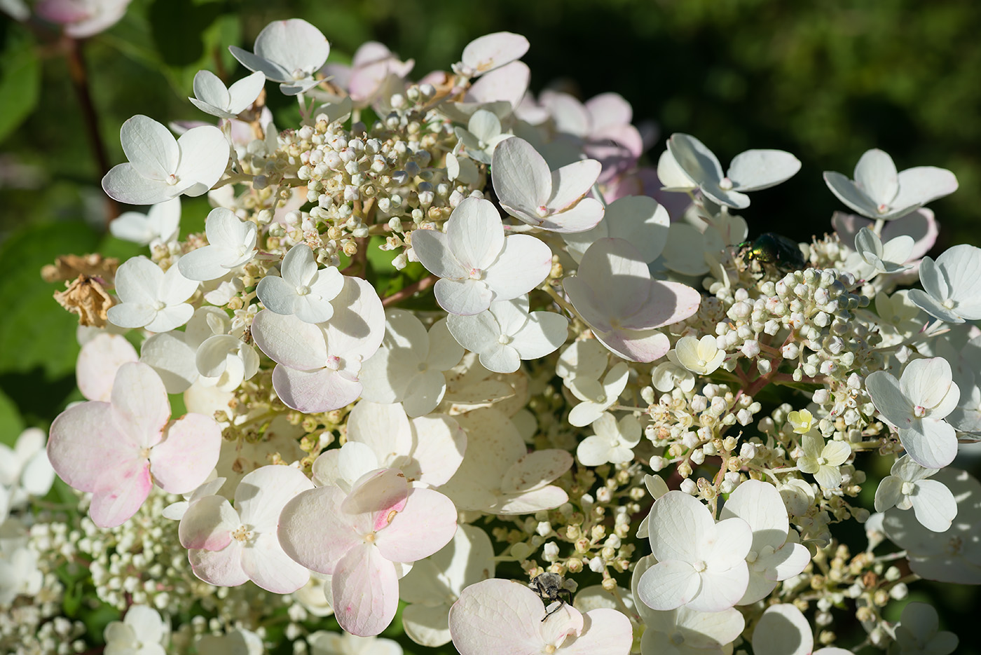 Image of Hydrangea paniculata specimen.