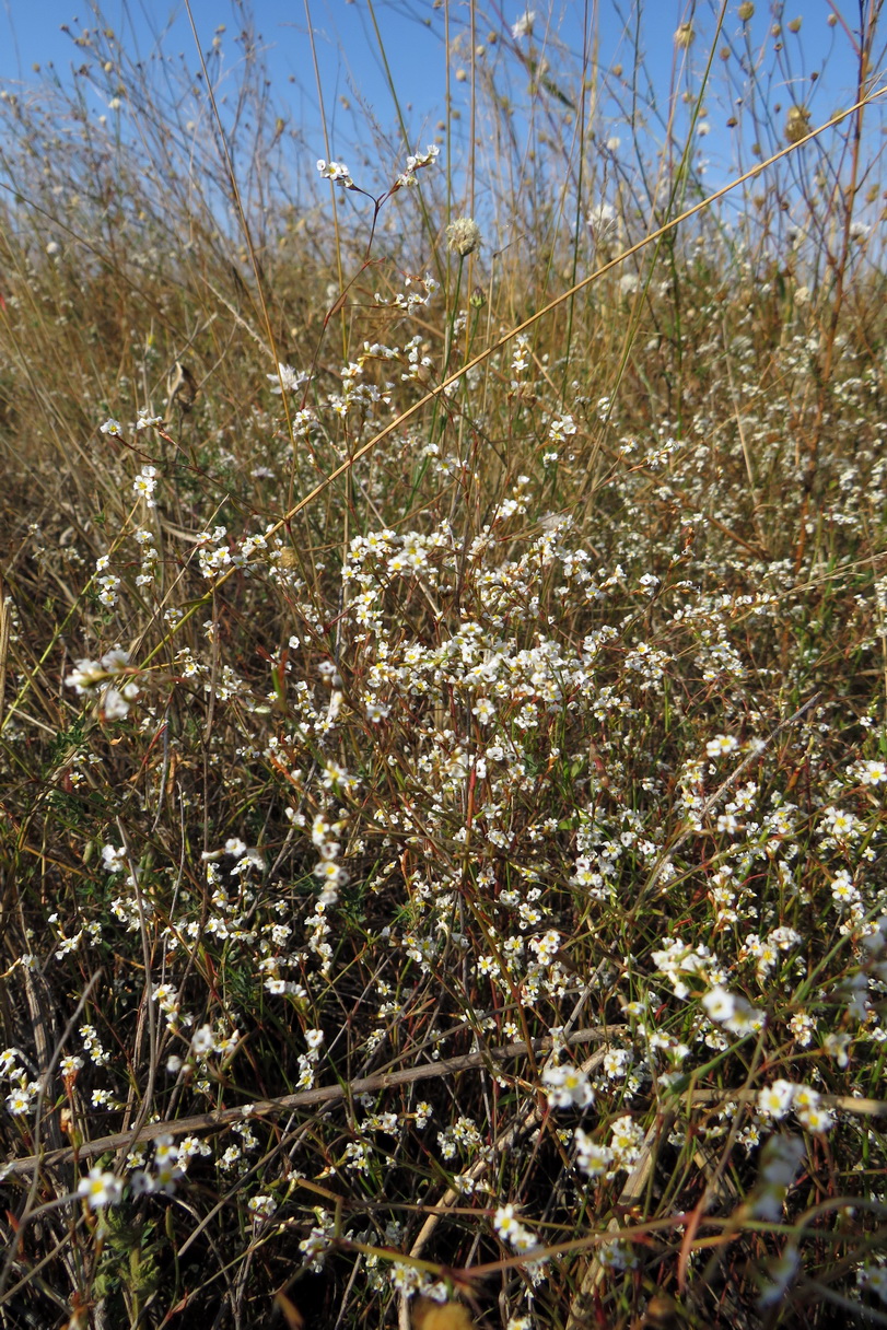 Image of Polygonum pseudoarenarium specimen.