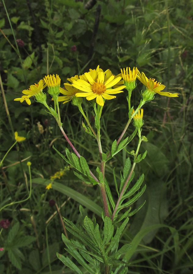 Image of Senecio argunensis specimen.