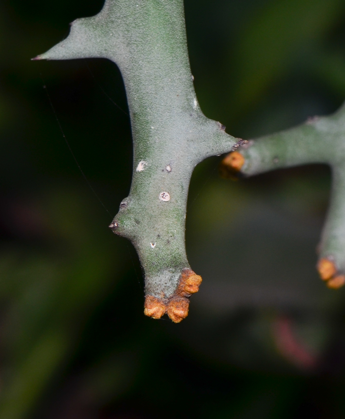 Image of Euphorbia stenoclada specimen.