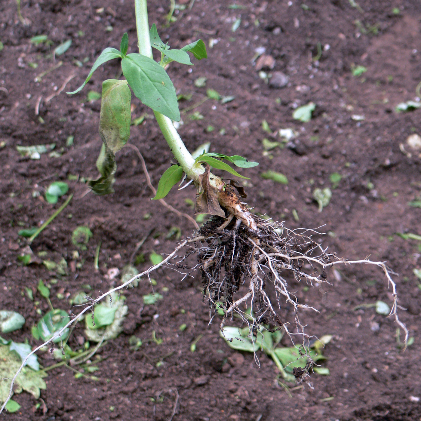 Image of Epilobium hornemannii specimen.