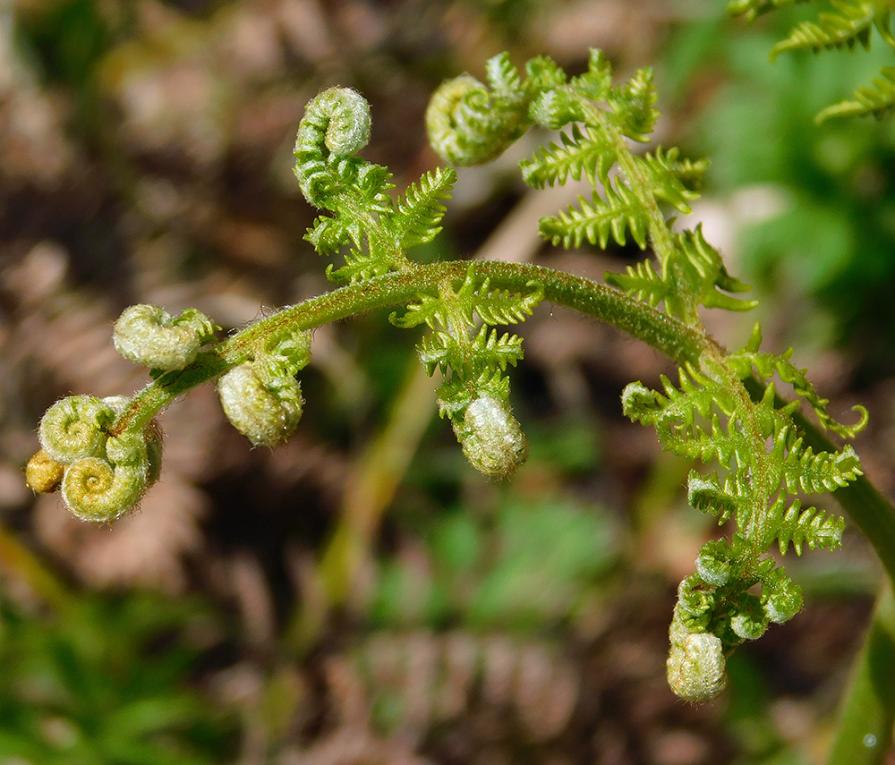 Изображение особи Pteridium tauricum.