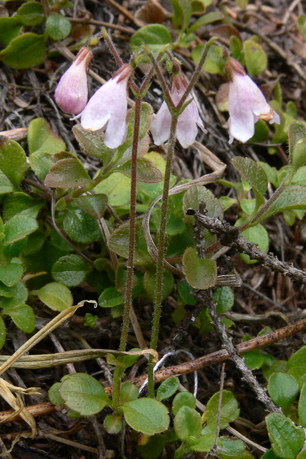 Image of Linnaea borealis specimen.