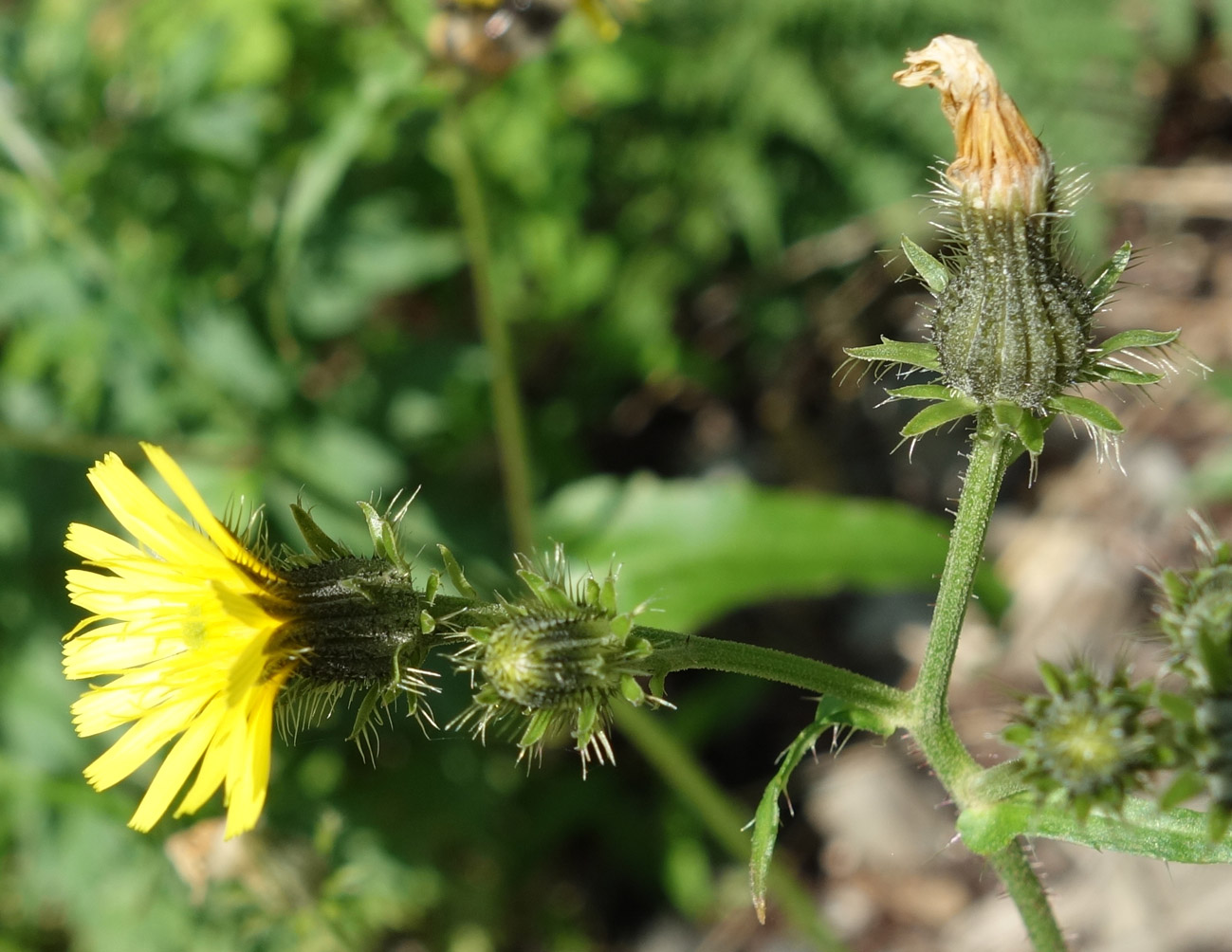 Изображение особи Picris japonica.