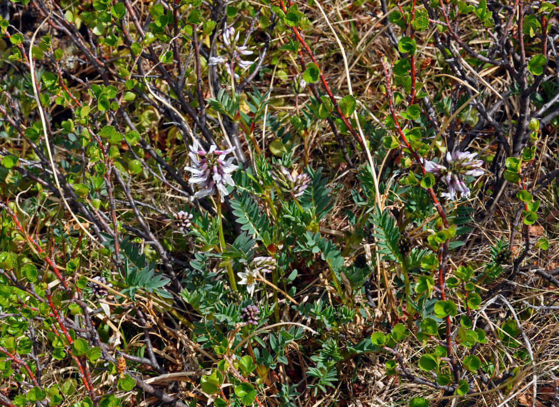 Изображение особи Astragalus norvegicus.