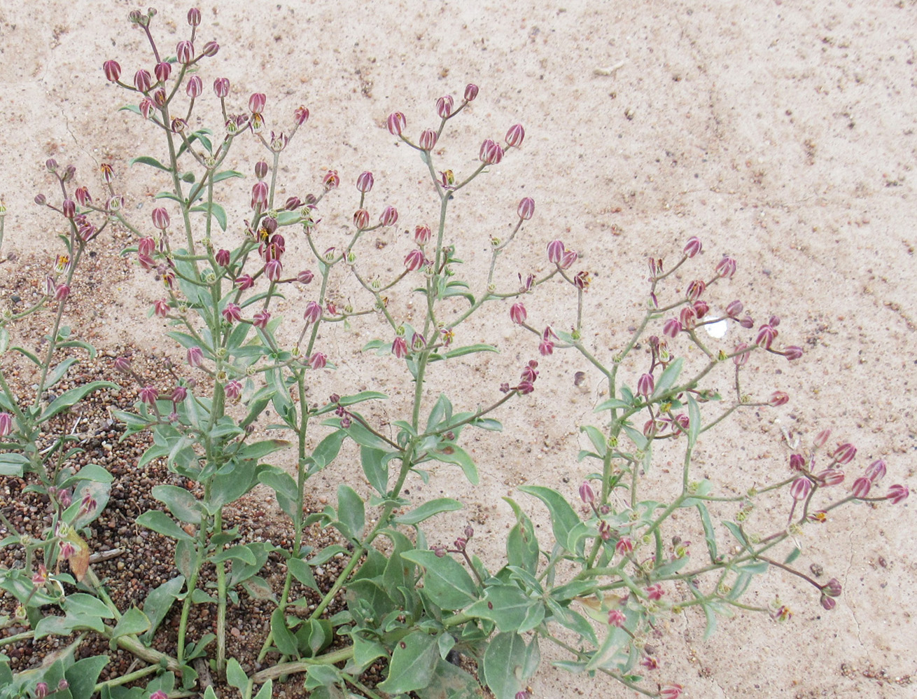 Image of Haplophyllum versicolor specimen.