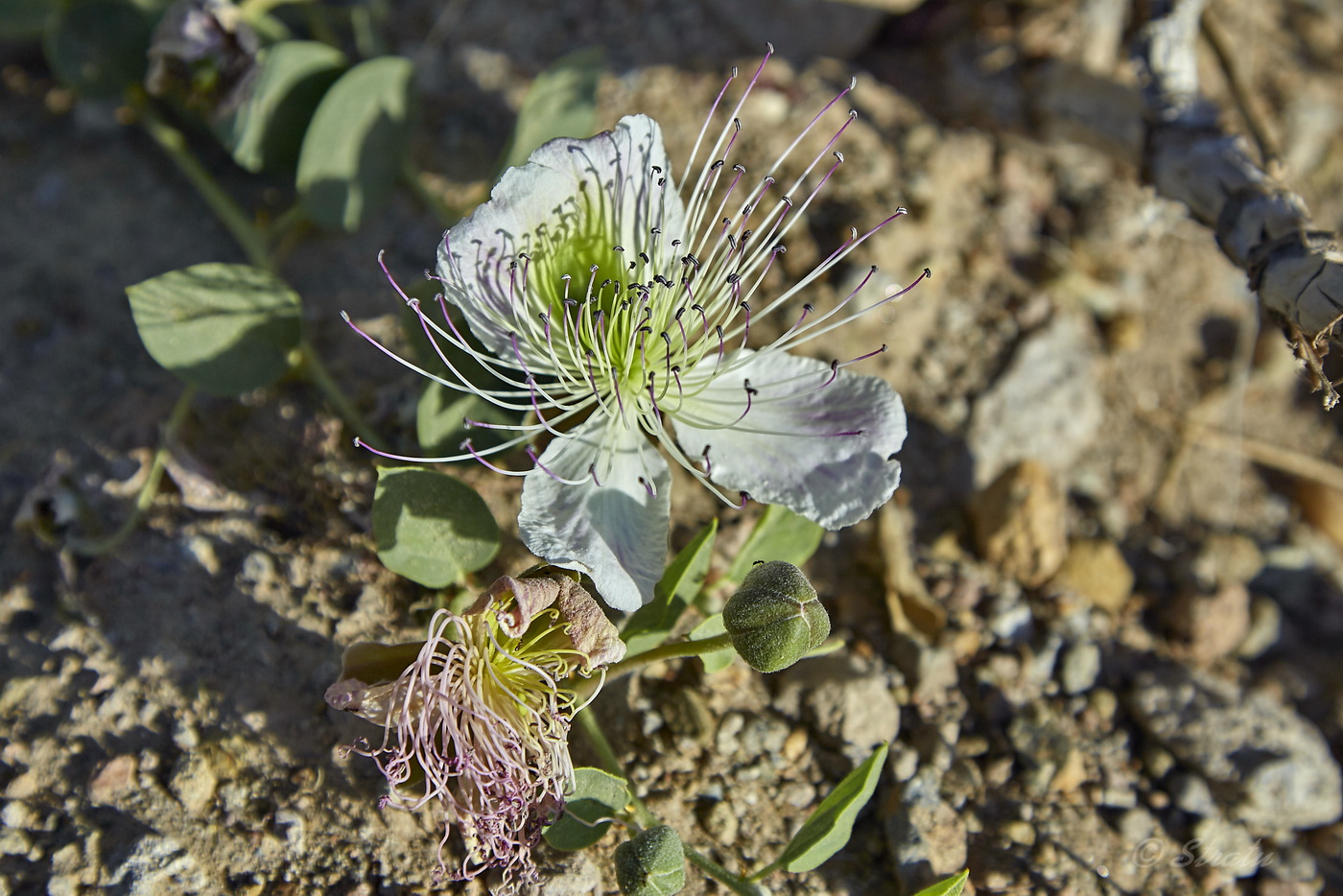 Image of Capparis herbacea specimen.