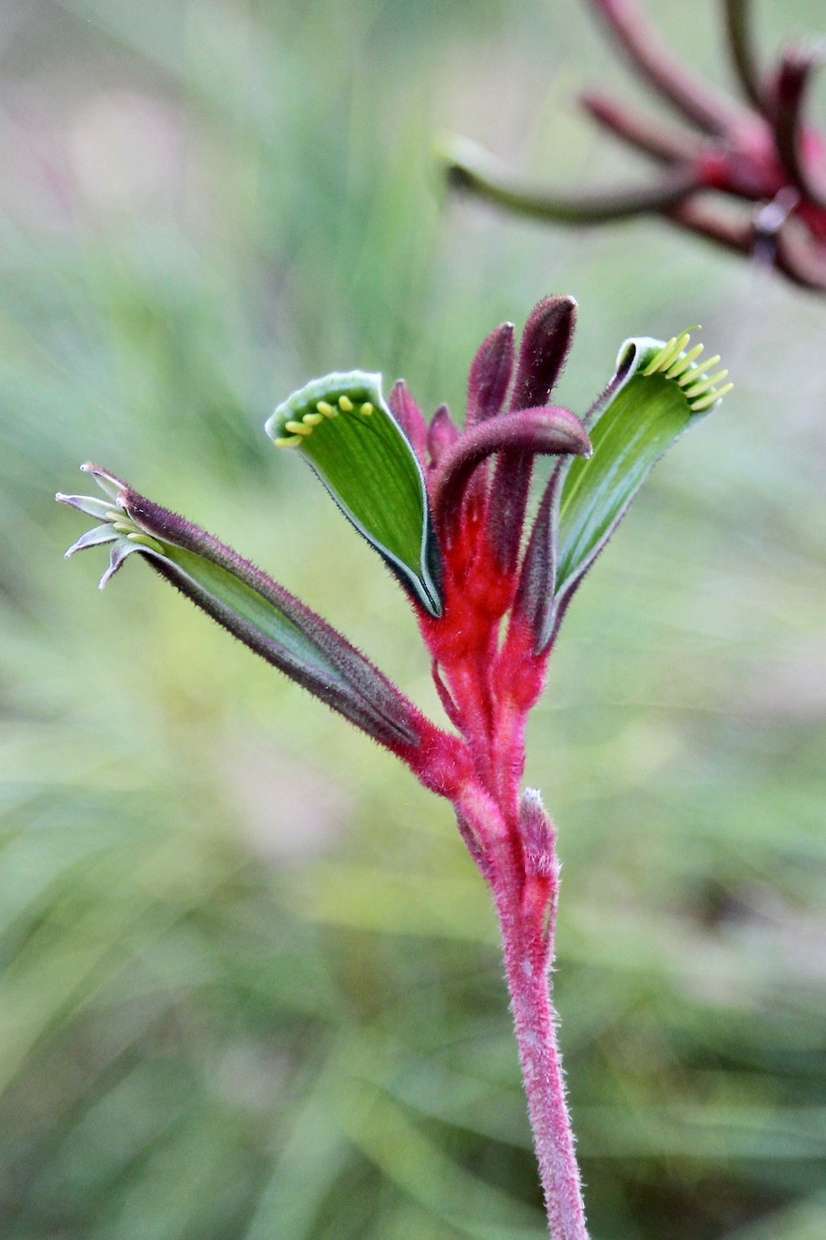 Image of Anigozanthos manglesii specimen.