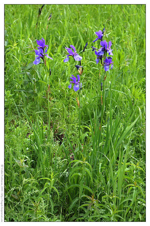 Image of Iris sibirica specimen.