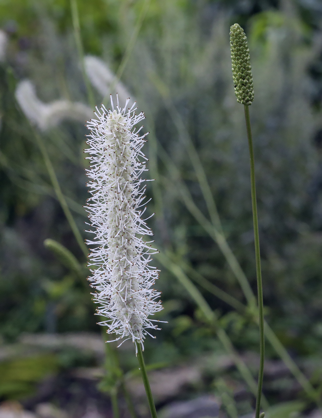 Изображение особи род Sanguisorba.