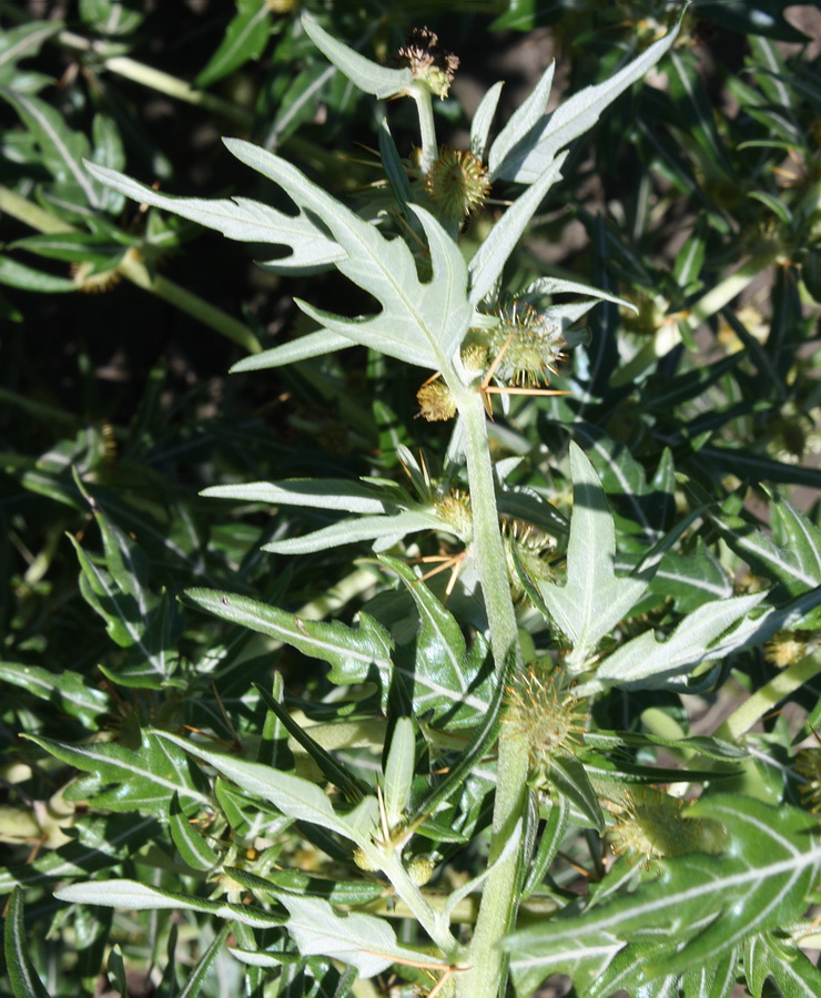 Image of Xanthium spinosum specimen.