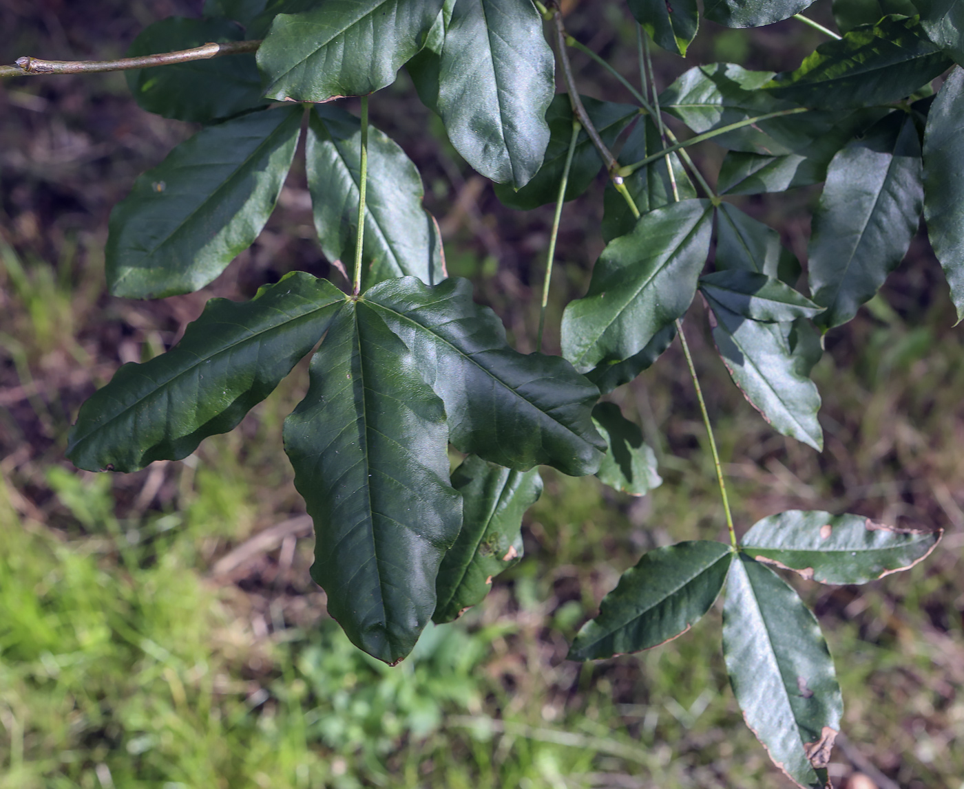 Изображение особи Laburnum alpinum.
