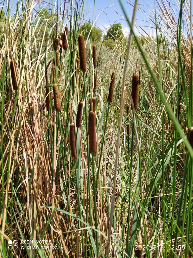 Изображение особи Typha minima.