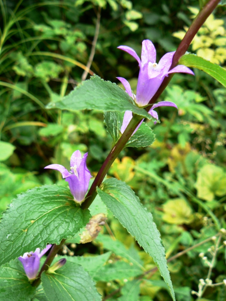 Image of Campanula glomerata specimen.