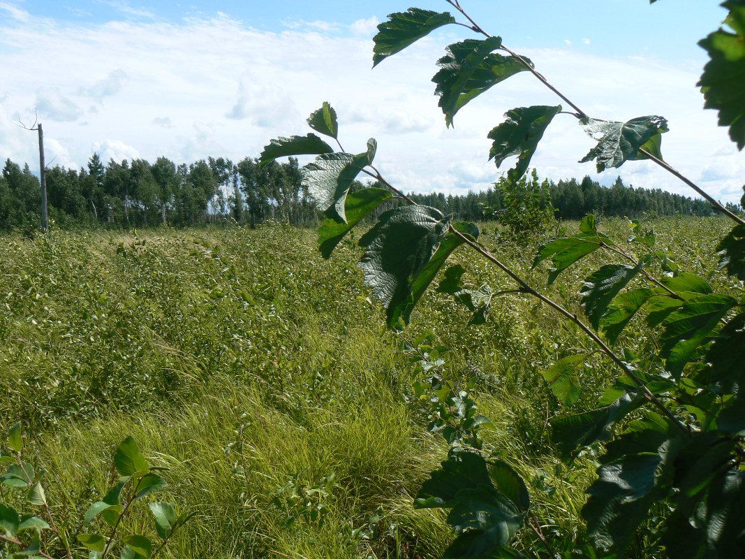 Image of Alnus hirsuta specimen.