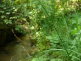 Carex arnellii