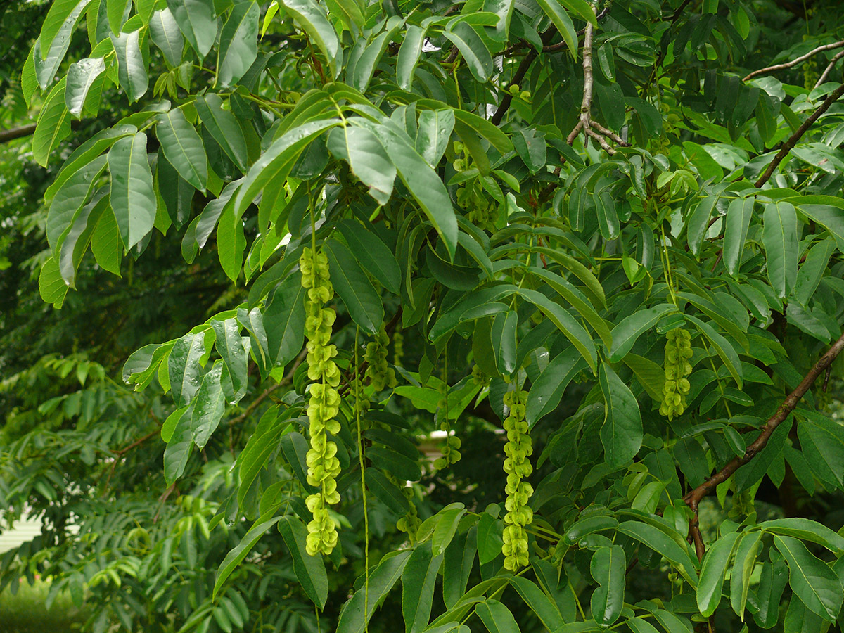 Image of Pterocarya fraxinifolia specimen.