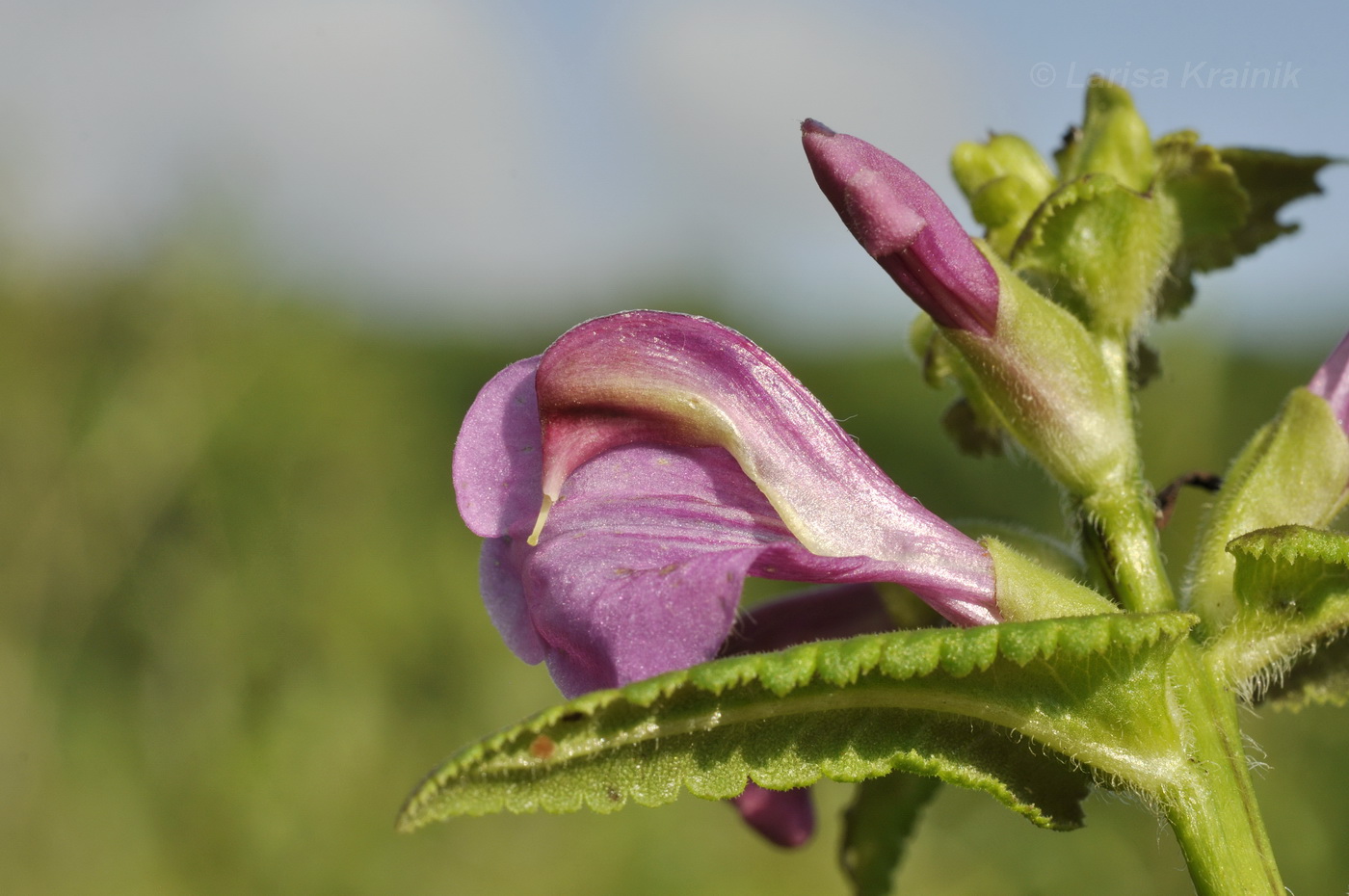 Image of Pedicularis resupinata specimen.