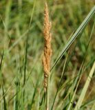 familia Poaceae