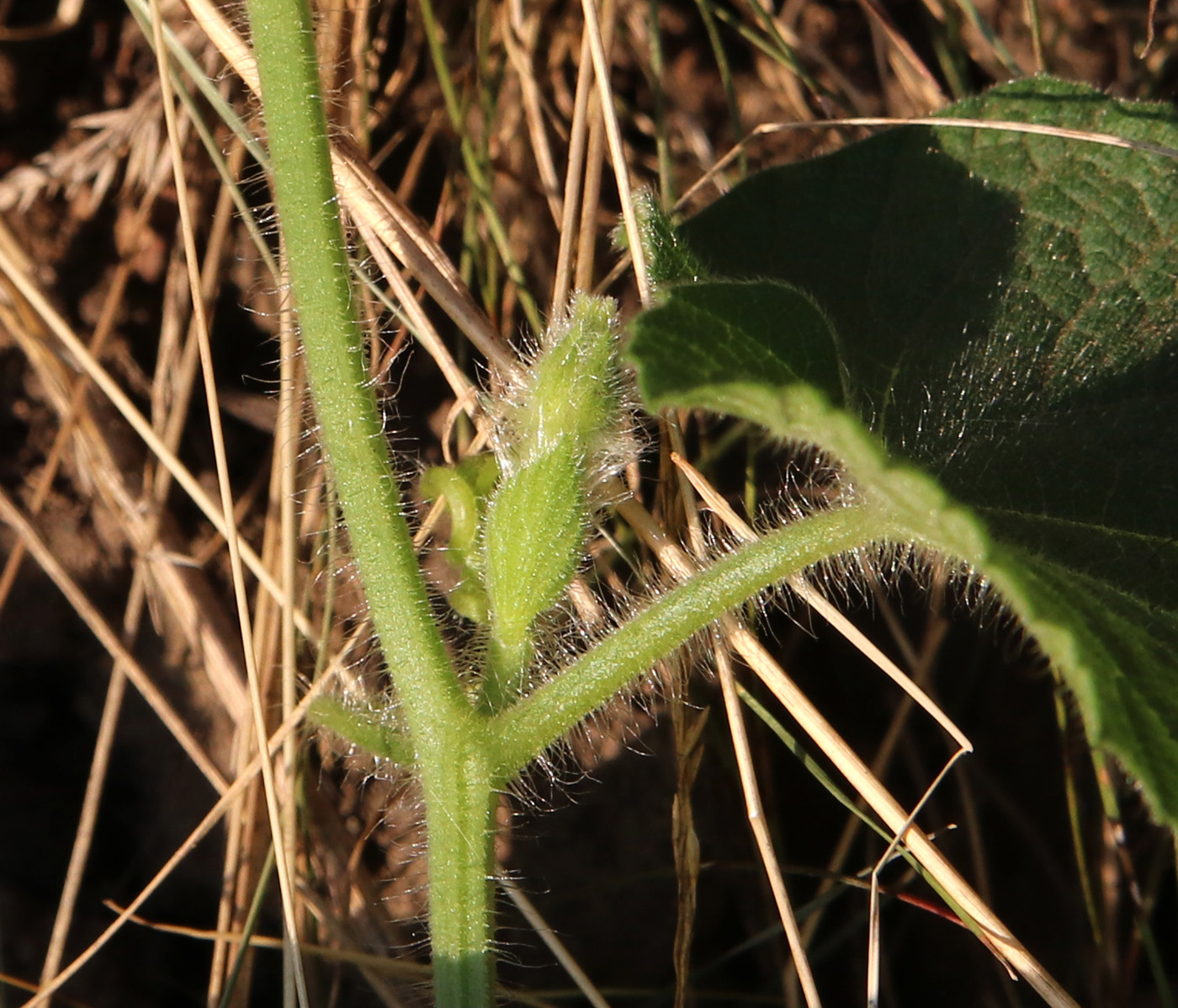Image of Thladiantha dubia specimen.